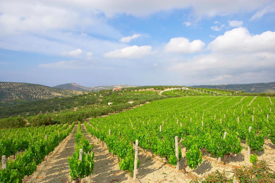 rows of vines at Boutari Crete Winery vineyards in the background of blue sky and mountains